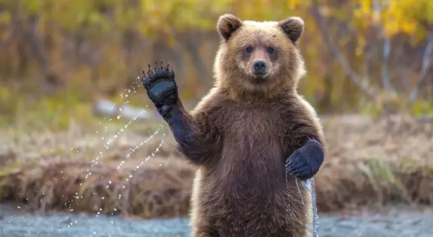 Ankara'da lokantaya giren ayıyı görenler gözlerine inanamadı! Masaya oturup bekledi...